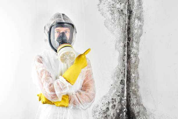 Asbestos and Lead Testing During Mold Inspection